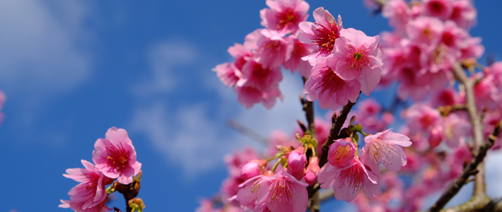 桜